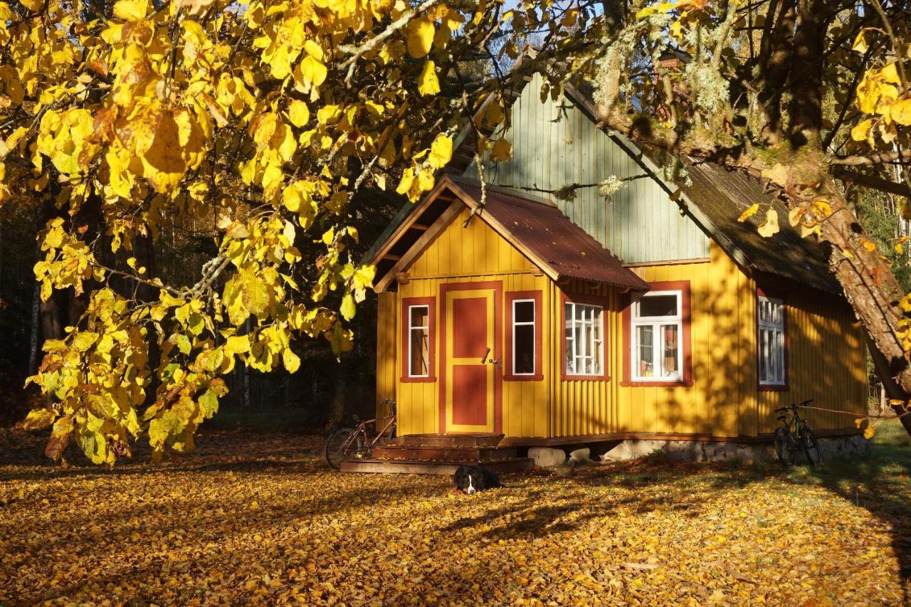 Metsamaja Ja Saun Nedsaja